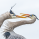 Great blue herons. Nikon D500 with Nikon 200-500mm f/5.6 ED VR lens; 1/1250 second at f/5.6; ISO 640